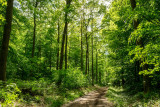 the spirit of the forest