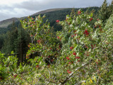 mountain ash tree