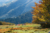 Vosges du Sud