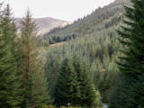 fir forests