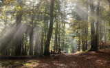 sun rays trough the trees La Vancelle
