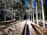 forêt de la Rothlach