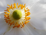 the heart of the flower