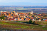 the vines in winter