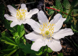 fleurs sauvages.-wild flowers