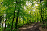 la forêt du Geroldseck