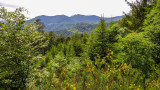 the forest of Lutzelhouse