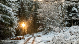 la forêt de Lutzelhouse