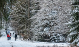 la forêt des Pandours