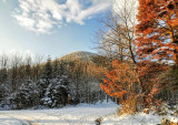 la forêt de Lutzelhouse