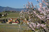 les amandiers en fleurs