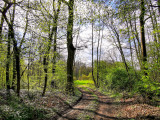 la forêt de Geispolsheim-Hattisheim