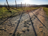 alsatian vineyard - vignoble alsacien