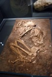 Burial of a woman and a dog, Early Natufian culture, 14,500 years ago - Eynan, Hula Valley - 4315