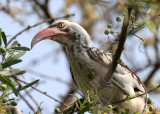 Southern Red-billed Hornbill, Maun, 27 Sep 2018
