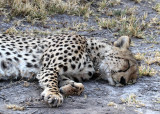 Cheetah, Nxai Pan NP, 30 Sep 2018