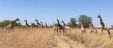 Giraffes, Moremi Game Reserve, 3 Oct 2018