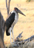 Juvenile Marabou Stork, Moremi Game Reserve, 5 Oct 2018