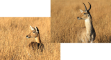 Southern Reedbucks, Moremi Game Reserve, 4 Oct 2018