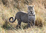 Leopard, Moremi Game Reserve, 4 Oct 2018