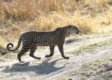 Leopard, Moremi Game Reserve, 4 Oct 2018