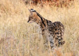 Serval, Moremi Game Reserve, 6 Oct 2018