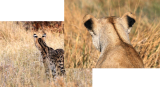 Ears of Serval & Lion, Moremi Game Reserve