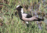 Blacksmith Lapwing, Moremi Game Reserve, 6 Oct 2018