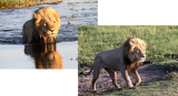 Lion crossing Khwai River, Moremi Game Reserve, 7 Oct 2018