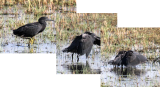 Black Heron, vicinity of Lagoon Lodge, 8 Oct 2018