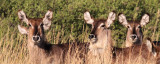Waterbucks, vicinity of Lagoon Lodge, 8 Oct 2018
