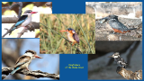 Kingfishers of the Chobe River