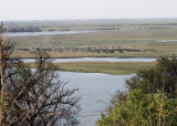 Herds of Elephants & African Buffaloes on the Chobe River, 12 Oct 2018