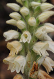 Goodyera macrophylla. Close-up.