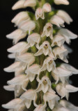 Goodyera macrophylla