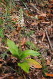 Goodyera macrophylla