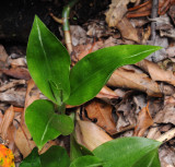 Goodyera macrophylla. Foliage.