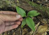 Goodyera macrophylla. Young plant.