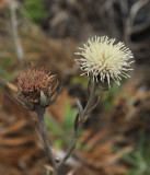 Carlina_salicifolia._Closer.2.jpg