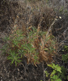 Carlina_salicifolia.jpg