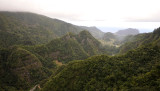Madeira_laurel_forest._2.jpg