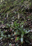 Goodyera_macrophylla._5.jpg