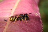 wasp.3.jpg