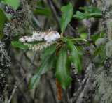 Clethra_arborea._Closer.jpg