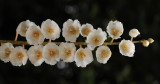 Clethra_arborea._Closeup.jpg