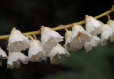 Clethra_arborea._Closeup.3.jpg