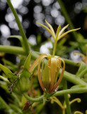 Musschia_wollastonii._Closeup.4.jpg