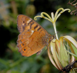 Musschia_wollastonii._with_pollinator.jpg