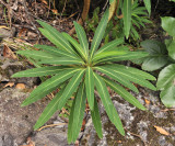 Euphorbia_melifera._Closer.jpg