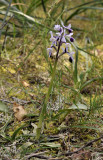 Anacamptis longicornu